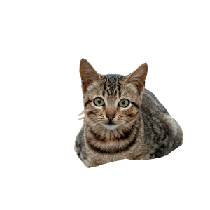 Majestic Tabby Cat With Piercing Eyes 12432 - Cat PNG image with transparent background